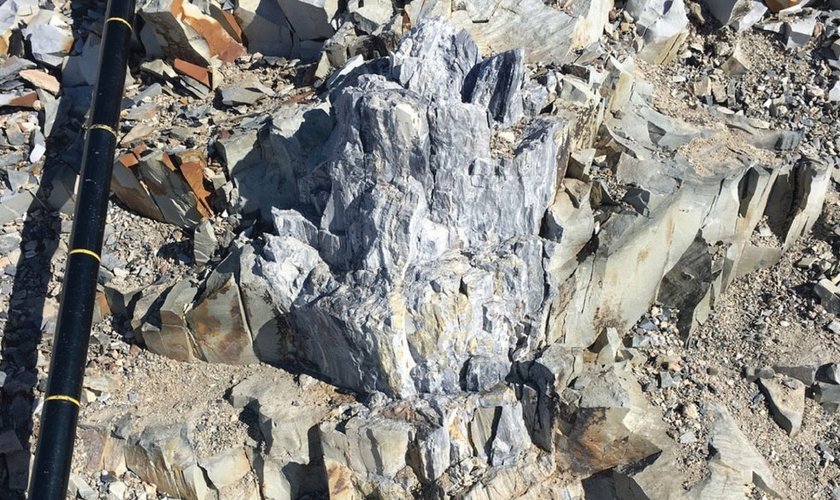 Árvores fossilizadas foram encontradas nos Montes Transantárticos da Antártica