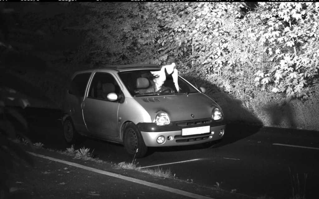 Pomba branca salva motorista de multa na Alemanha, encobrindo seu rosto, e a polícia diz que foi o 'Espírito Santo'