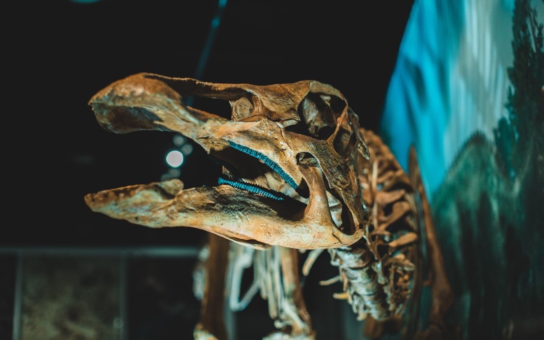 Fóssil de dinossauro Tiranossauro Rex em museu com iluminação dramática.