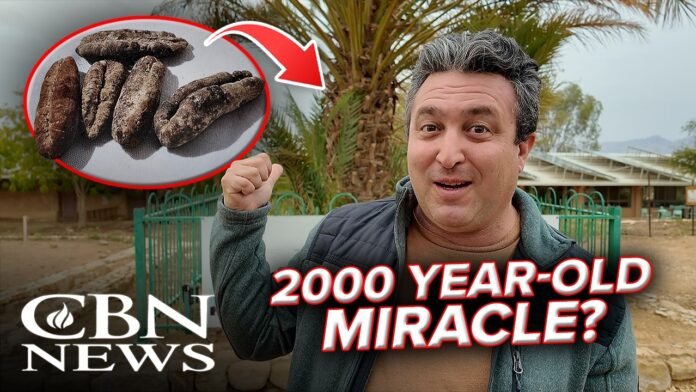 Ressurgimento de tamareira antiga em Israel Tamareira milenar frondosa com frutos no deserto de Negev, Israel.