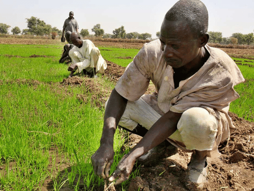 Agricultor africano em campo seco preocupado com a colheita